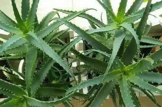 泰安人新房养这3种植物，除甲醛能力比绿萝强！