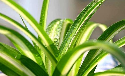 泰安除甲醛公司告诉你如何清除甲醛